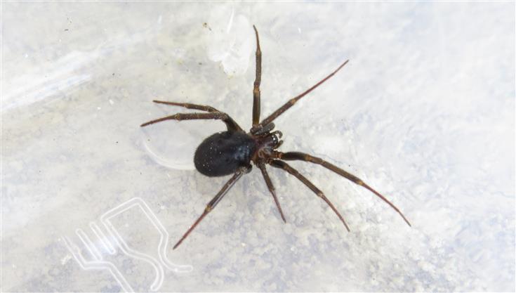 Steatoda grossa - Portogallo